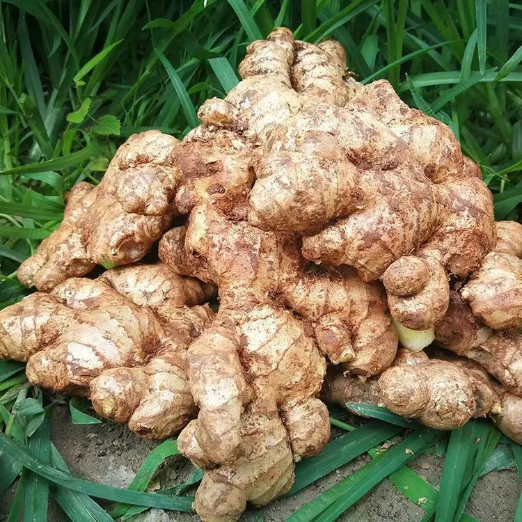 云南高山小黄姜现挖现发姜味浓郁当季鲜姜