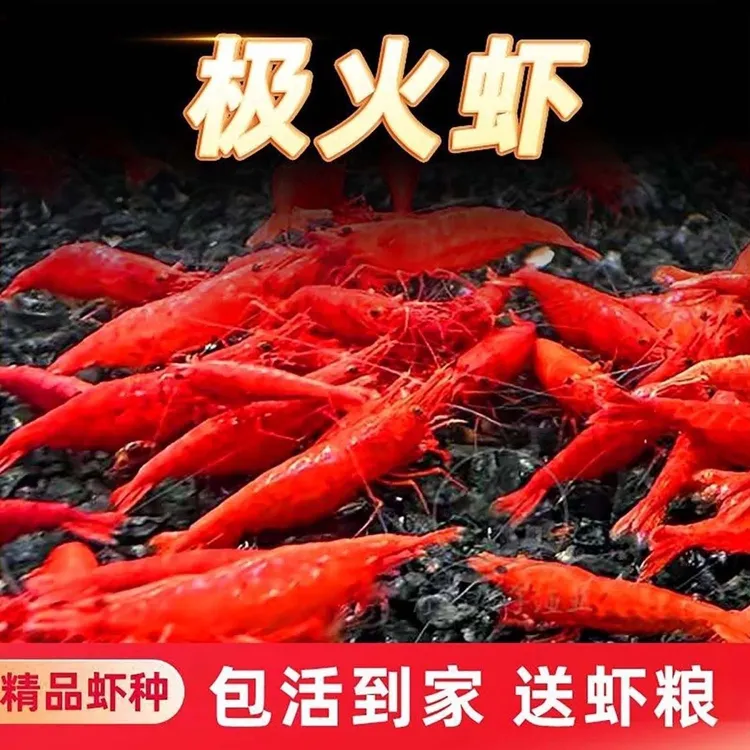 极火批发观赏淡水除藻宠物樱花蓝丝绒鱼缸集火清洁工具黑壳虾