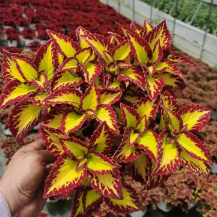 彩叶草盆栽五彩苏紫苏观叶绿植阳台庭院花园耐热耐晒彩叶调色花境