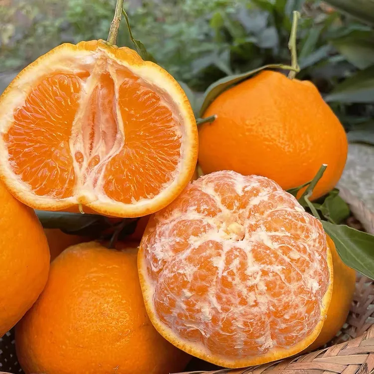 【自然熟耙耙柑】正宗四川春见耙耙柑柑橘新鲜爆汁多汁爽口细腻香甜