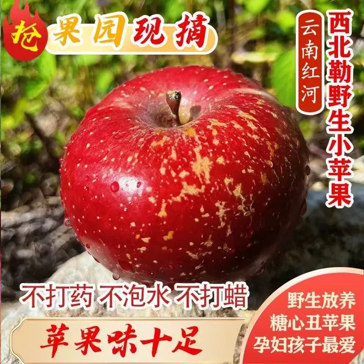 云南西北勒小苹果3/9斤 蒙自野生苹果冰糖心新鲜当季原生态水果