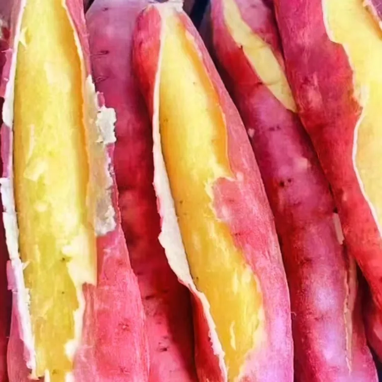 [星河专属]顺丰包邮陕西板栗红薯粉糯干甜新鲜现挖产地直发