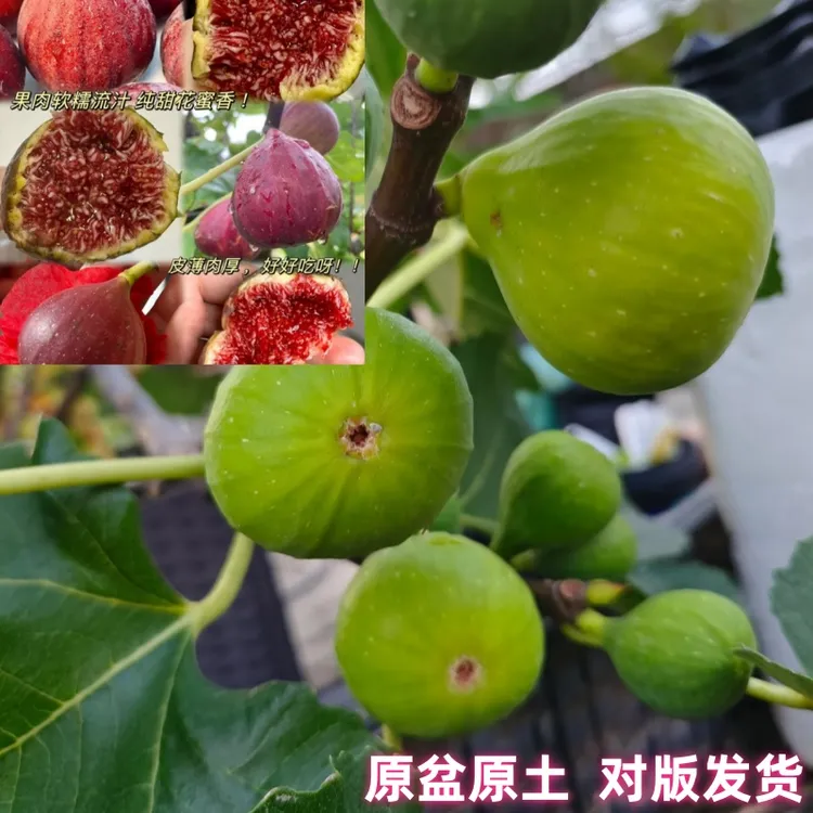 无花果树苗波姬红树苗带盆带土盆栽斯特拉地栽四季结果南北方可种