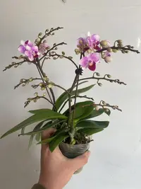 紫苏蝴蝶兰，单颗