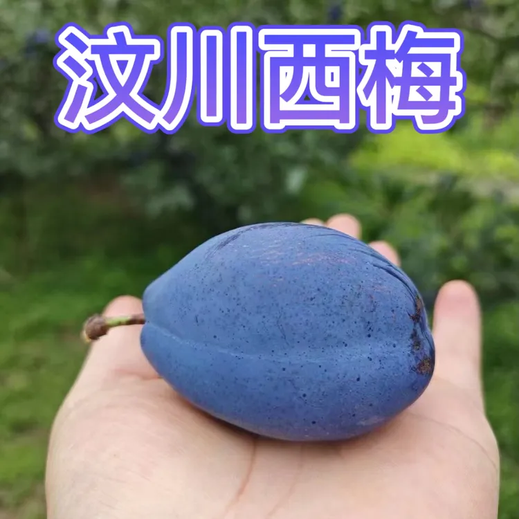 （京东顺丰）阿坝州汶川西梅3斤5斤1斤阿坝小王子一个村