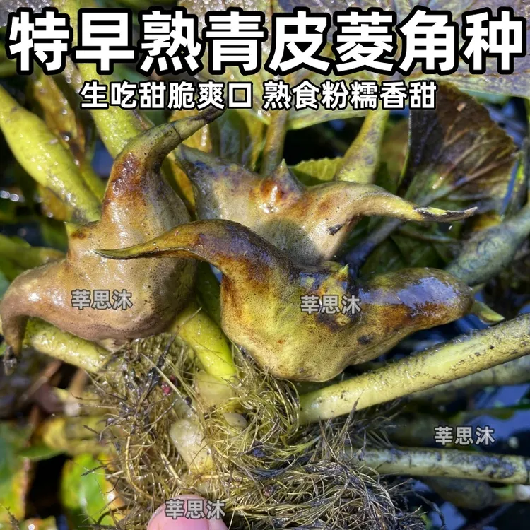 特大老菱角种子特早熟青菱角种苗红菱角种子水红菱牛角菱水生蔬菜