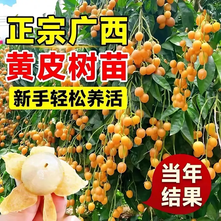 黄皮果苗大鸡心无核嫁接甜水果树苗阳台盆栽南方种植广西庭院地栽