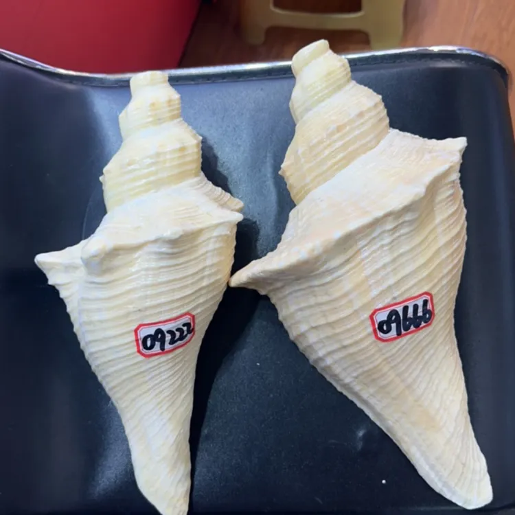 天然号角海螺可吹响道场专用大音量厚皮公螺一物一图