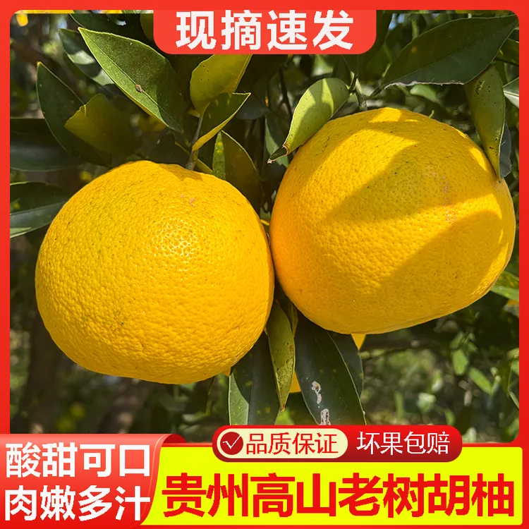 贵州正宗老树胡柚皮薄肉厚丑柚新鲜柚子鲜果当季新鲜水果柚子