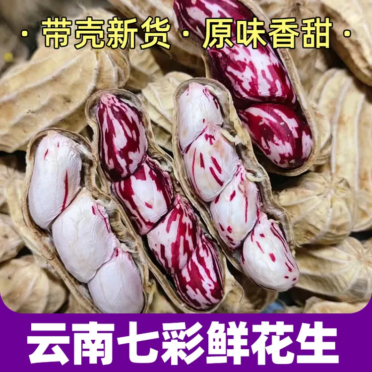 云南新鲜七彩花生 新鲜带壳 当季现货 颗粒饱满香脆甘甜
