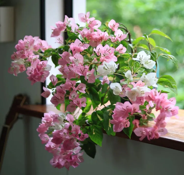 【金心橙白】冬季新品盆苗带花多季开花室内盆栽阳台庭院爬藤绿植