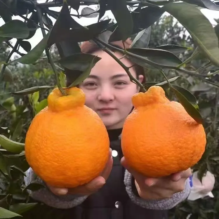 耙耙柑果树苗橘子苗丑橘树苗丑桔苗不知火果树苗南北方庭院可种植