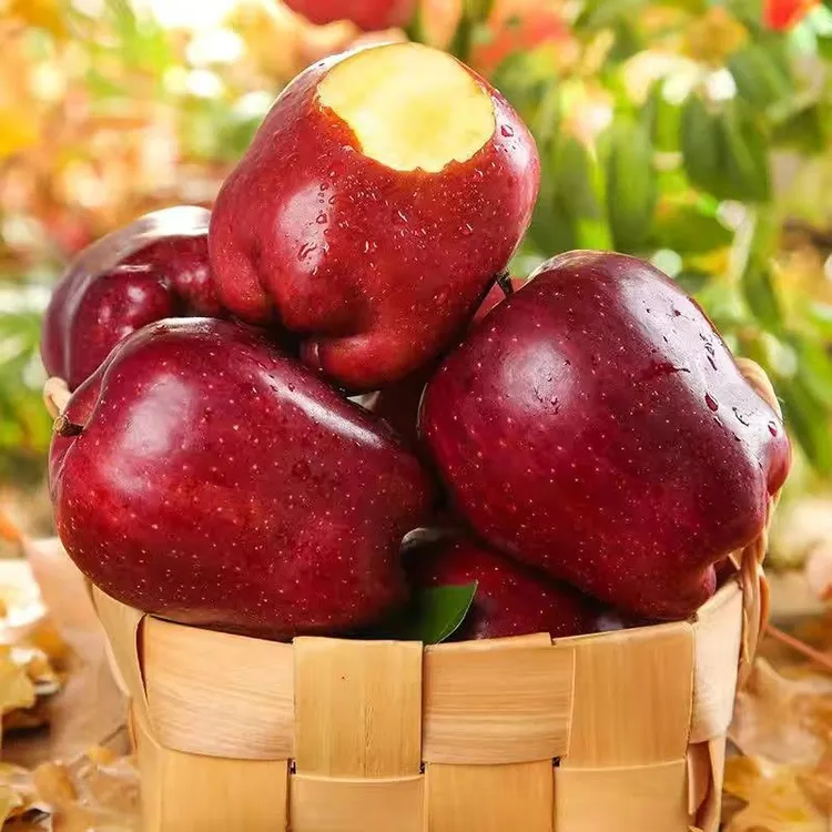 (粉面沙甜脆粉两吃)头茬优质品[正宗甘肃天水新鲜应季花牛红蛇果]