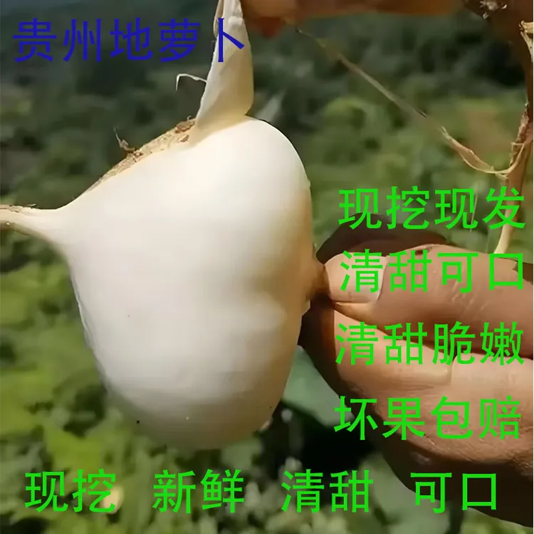 新鲜现挖贵州农家沙土地地萝卜清甜脆嫩