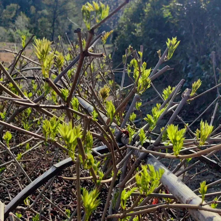 来凤藤茶正宗恩施来凤藤茶富硒【2025精品芽茶】新茶