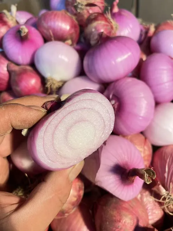 【农家小洋葱】新鲜小洋葱脆甜微辣小香葱农家种植