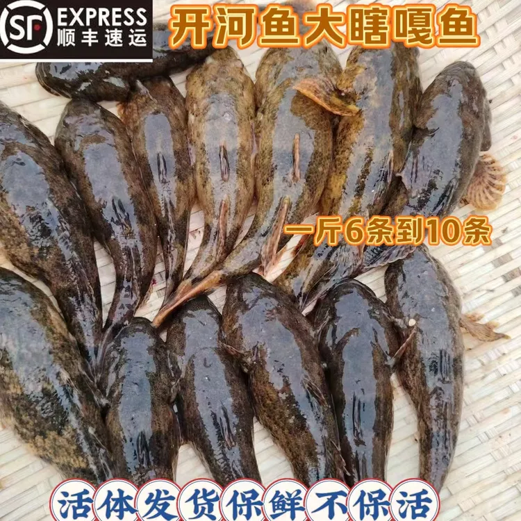 丹东大号瞎嘎达子鱼大条呆子鱼四不象活体发货保鲜不保活