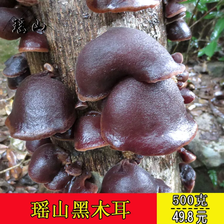 粤北韶关特产深山椴木木耳黑木耳