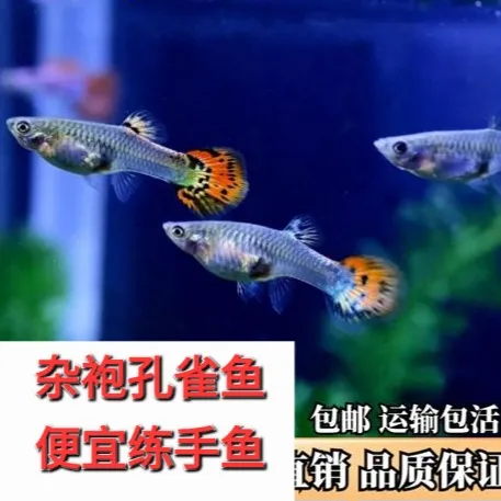 杂袍孔雀鱼鱼粮好养耐活皮实好养小型热带鱼观赏鱼凤尾鱼HL