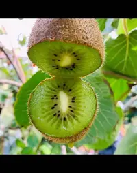 贵州修文正宗贵长绿心猕猴桃当季新鲜水果香甜多汁