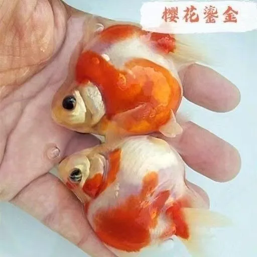 国粹鎏金金鱼樱花红白纯红长短尾随机缸养活体冷水批发零售观赏鱼