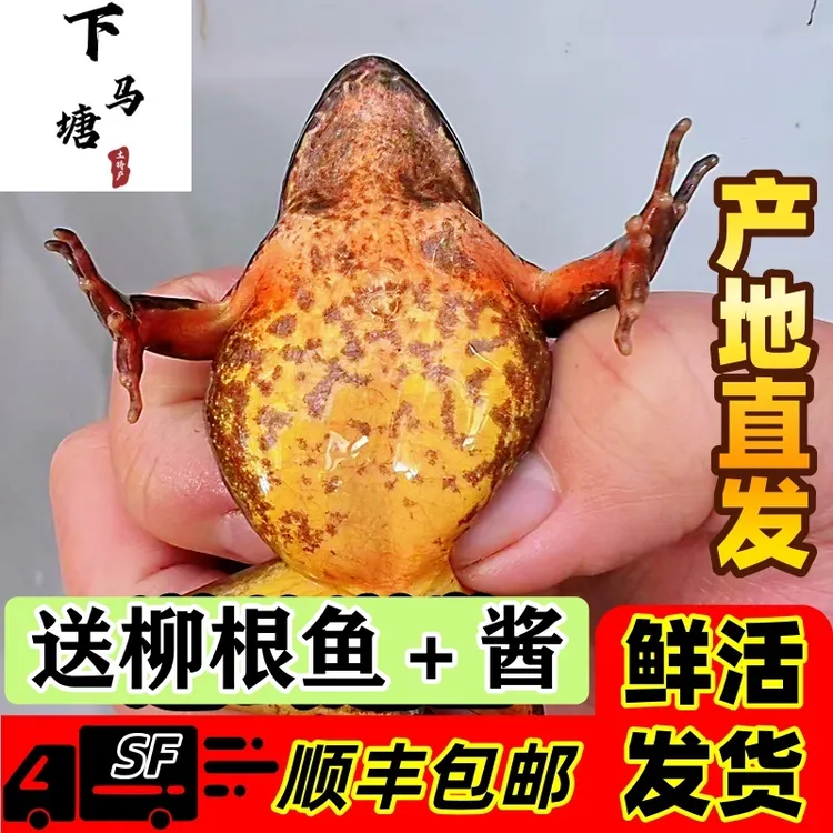 东北林蛙河鲜母蛙满籽满油顺丰包邮