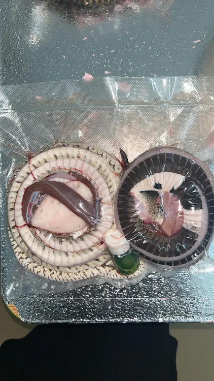 人工养殖药用 眼睛辣条与水律辣条组合包装毛重约3斤
