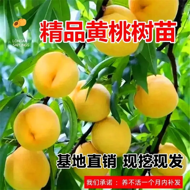 黄桃树苗水蜜桃嫁接苗南北方种植基地直销