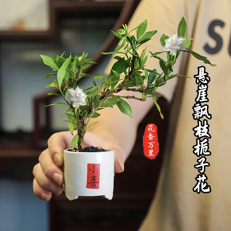 悬崖造型小叶栀子花盆栽室内桌面四季常绿开花净化空气小绿植