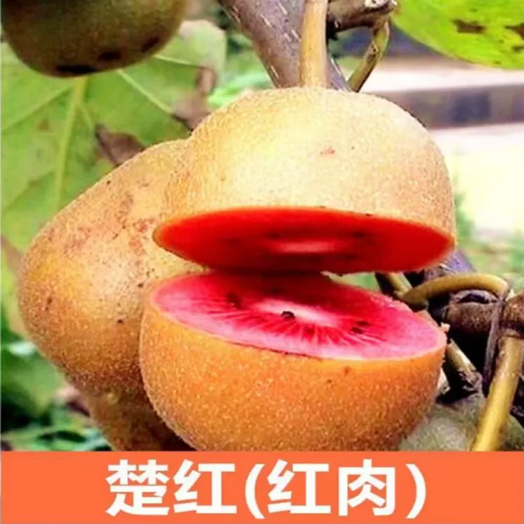 嫁接猕猴桃树苗嫁接红肉猕猴桃苗徐香猕猴桃果苗南北方种植庭院