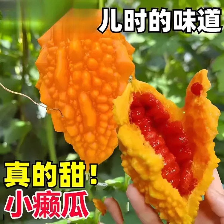 赖葡萄现摘罕见金铃子黄金瓜金癞瓜红娘刺濑甜心果小苦瓜新鲜水果