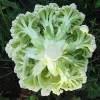 优质菜花秧苗花菜苗四季耐热松花菜带土直发盆栽地栽秋冬季节蔬菜