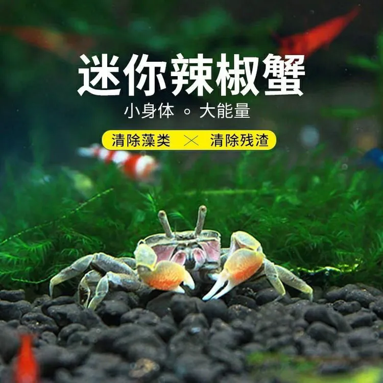 观赏蟹宠物蟹迷你辣椒蟹淡水深水可养豆豆蟹水族用品商品图