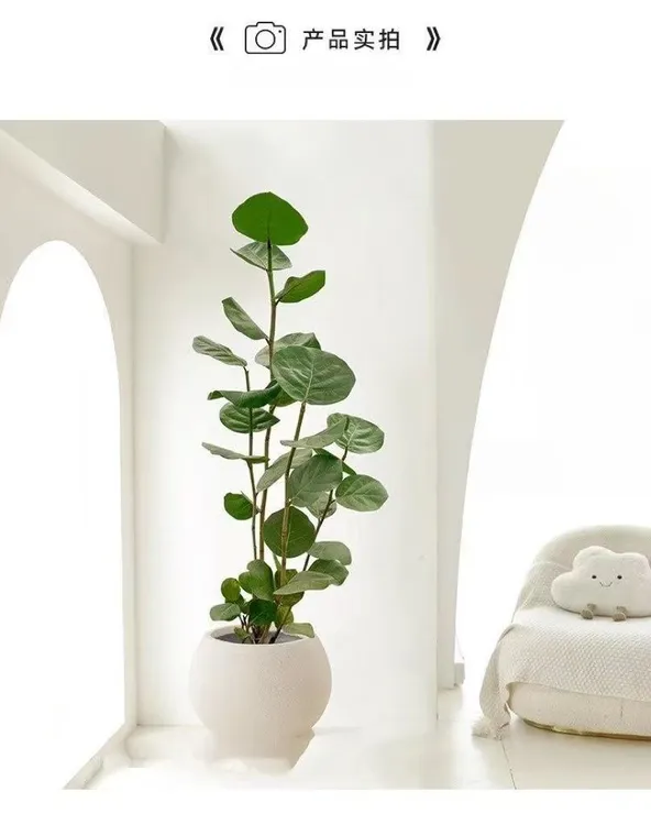 【海葡萄】绿植室内大型绿植乔迁新居房去甲醛客厅大型植物盆栽