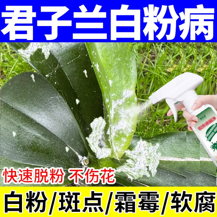 君子兰白粉病专用清菌剂抑菌防白粉虱补营养促生长绿叶花肥营养液