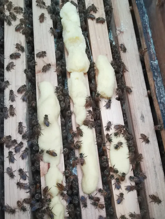 蜜蜂通用固体饲料繁蜂专用白天饲喂不盗蜂蜂粮