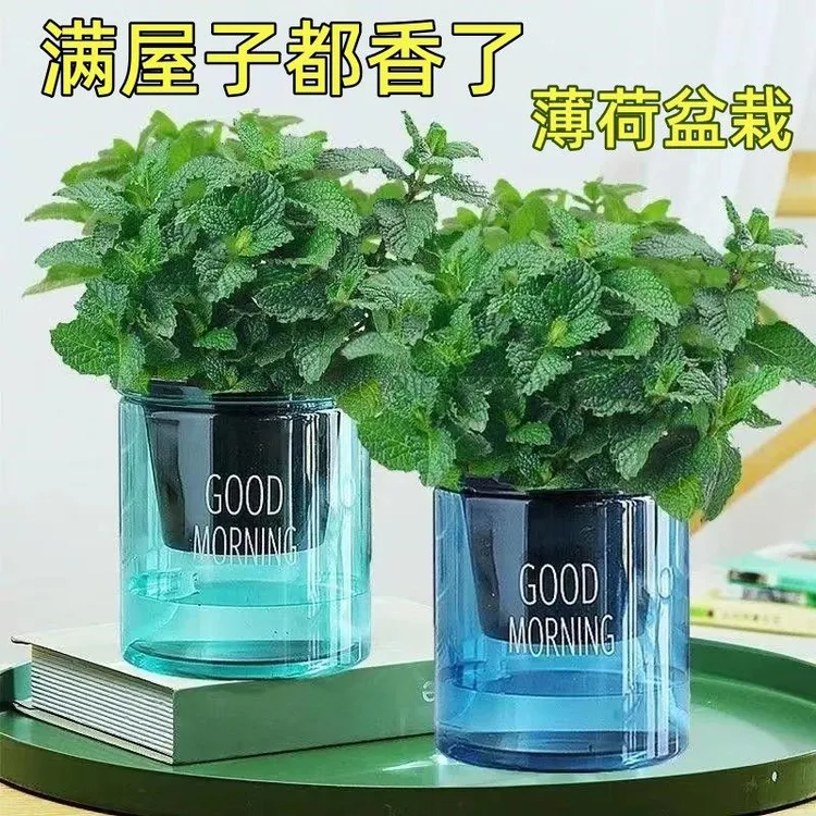水培薄荷盆栽四季常青新鲜易活客厅耐寒阳台室内绿植驱蚊植物