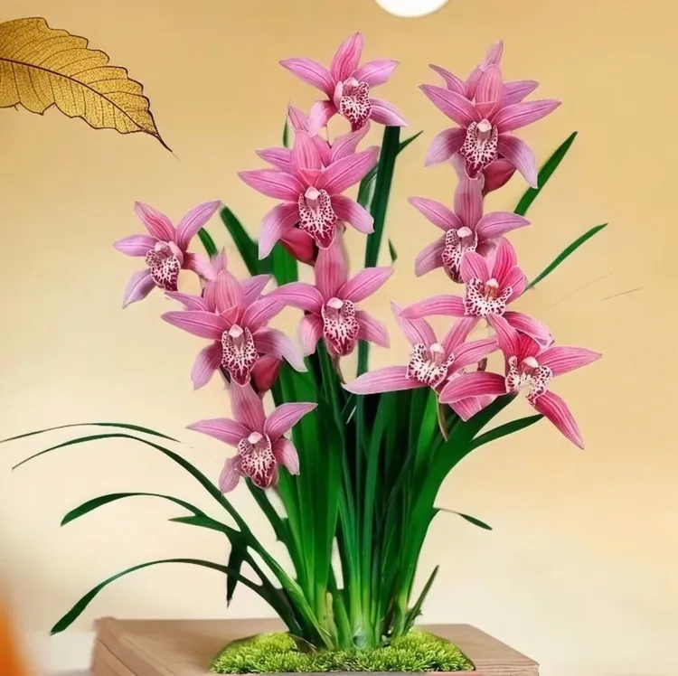 台北小姐好养浓香兰花盆栽客厅阳台办公室盆景造景植物大型绿植