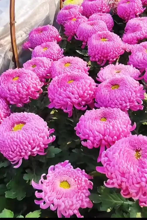 九月菊【洹水映月】传统菊大花九月菊盆栽耐热寒 好养活