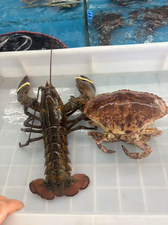 鲜活波龙加面包蟹套餐199大连飞蟹