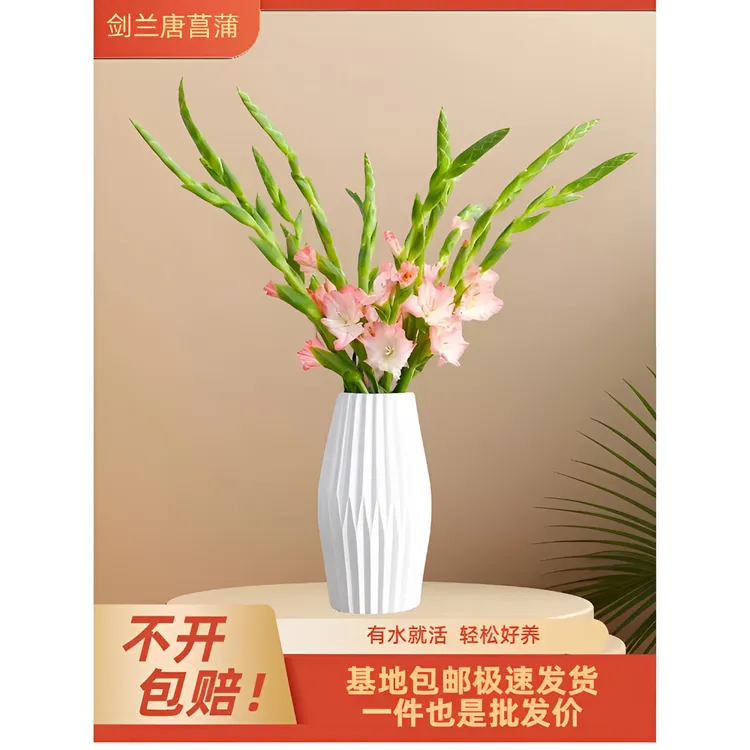 粉色剑兰鲜切花广州基地直发包邮适合新手养护