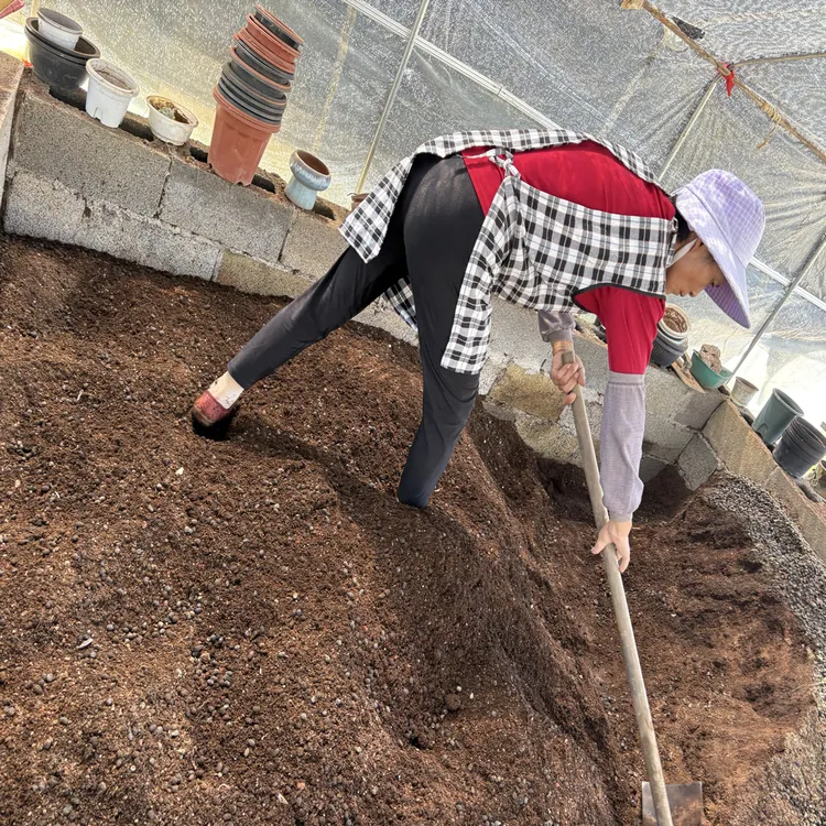 多肉植物专用土颗粒土百分之六十颗粒60颗粒土夏景多肉基地