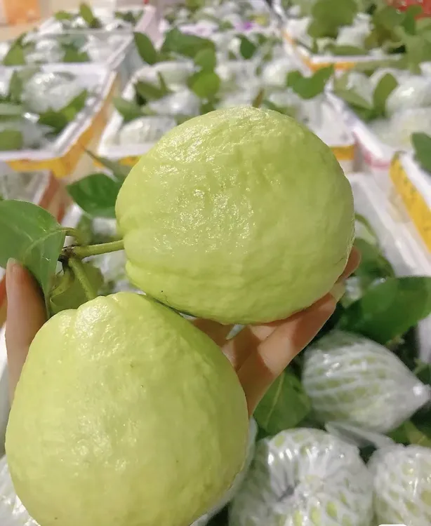 白心芭乐新鲜采摘清爽脆甜应季水果