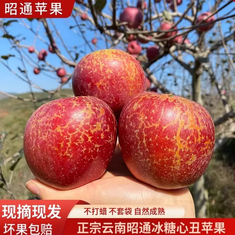 正宗云南昭通苹果冰糖红富士糖心丑苹果应季新鲜水果特大现摘直发
