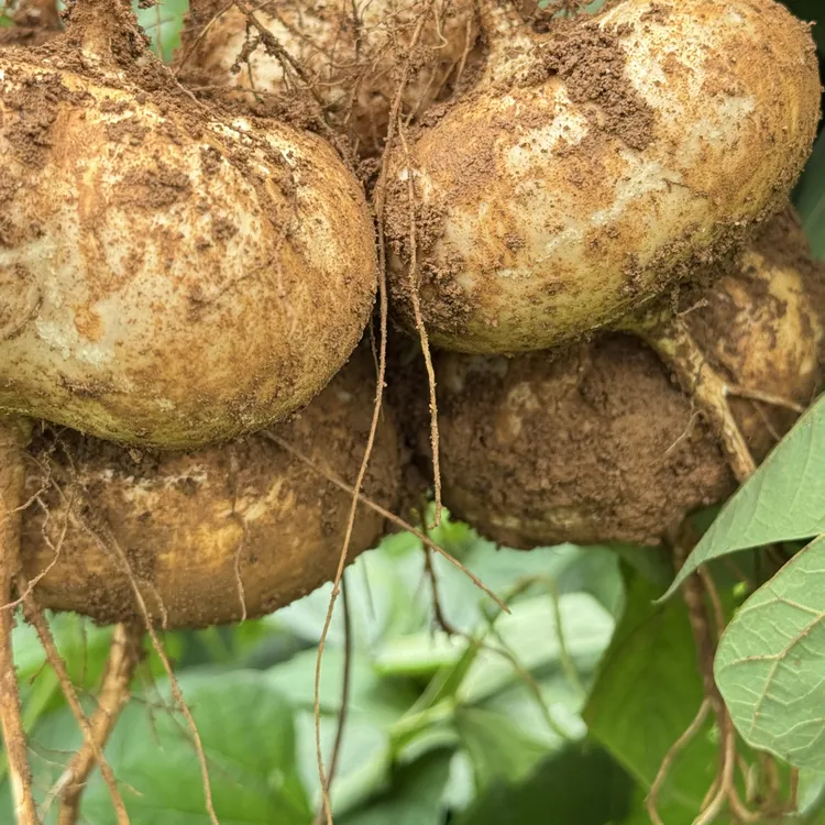 贵州新鲜地萝卜凉薯地瓜现挖现发脆甜多汁肉质细腻