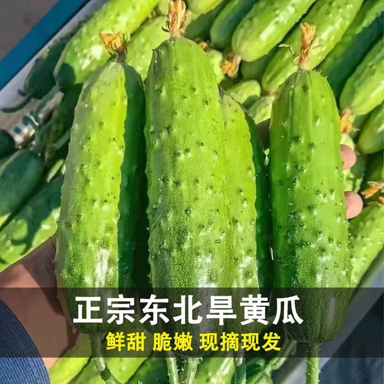 东北现摘旱黄瓜新鲜水果黄瓜脆甜爽口小黄瓜水果黄瓜新鲜现摘现发