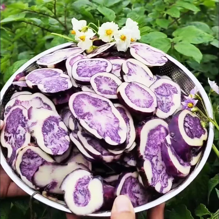 【花青素土豆】2025年正宗六盘水转心乌洋芋贵州紫皮土豆贵州乌洋芋