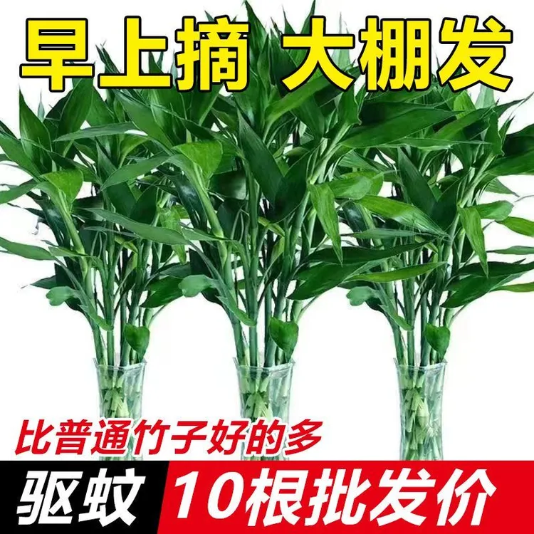 富贵竹水培植物好养易活净化空气室内绿植