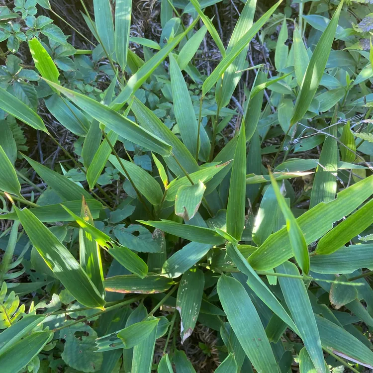 野生淡竹叶 广西农产品 煲汤煮水凉茶养生中草药 整珠鲜货/干货