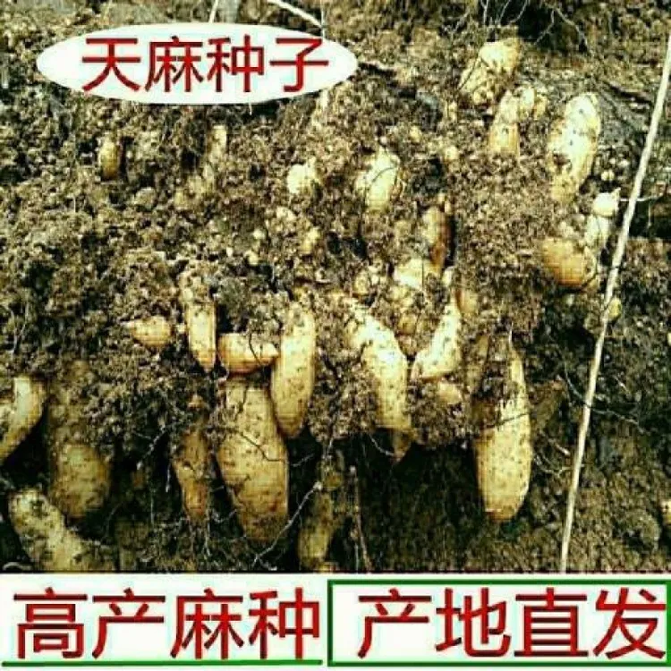【天麻种子】四季种植盆栽阳台商品图